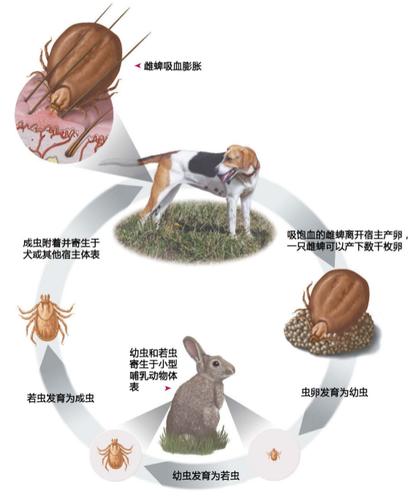 温馨提示:贝贝宠物医院为您提供专业驱虫服务,内有多种驱虫产品供您