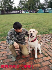 图 成都训狗基地 专业宠物训练机构 勇军训犬基地 成都宠物服务